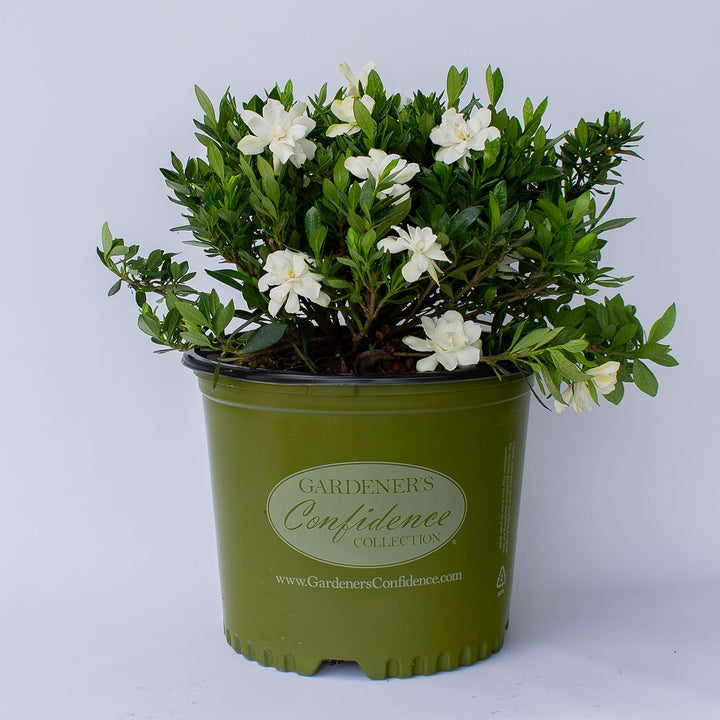 Gardenia jasminoides '4KIMYMJ01' ~ Echo® Swan Princess Gardenia-ServeScape