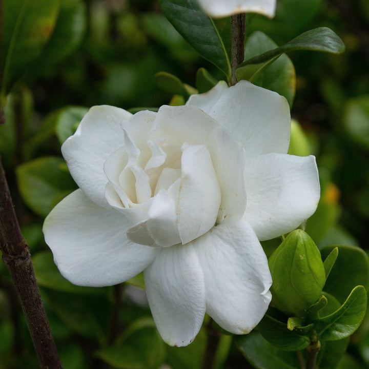 Gardenia jasminoides '4MARIAJ01' ~ Echo® Swan Queen Gardenia-ServeScape
