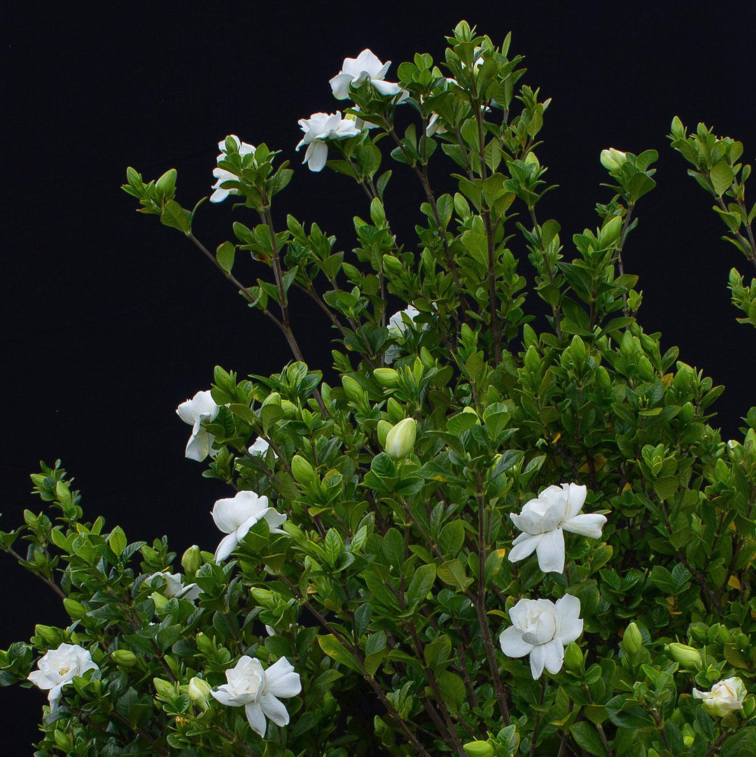Gardenia jasminoides '4MARIAJ01' ~ Echo® Swan Queen Gardenia-ServeScape