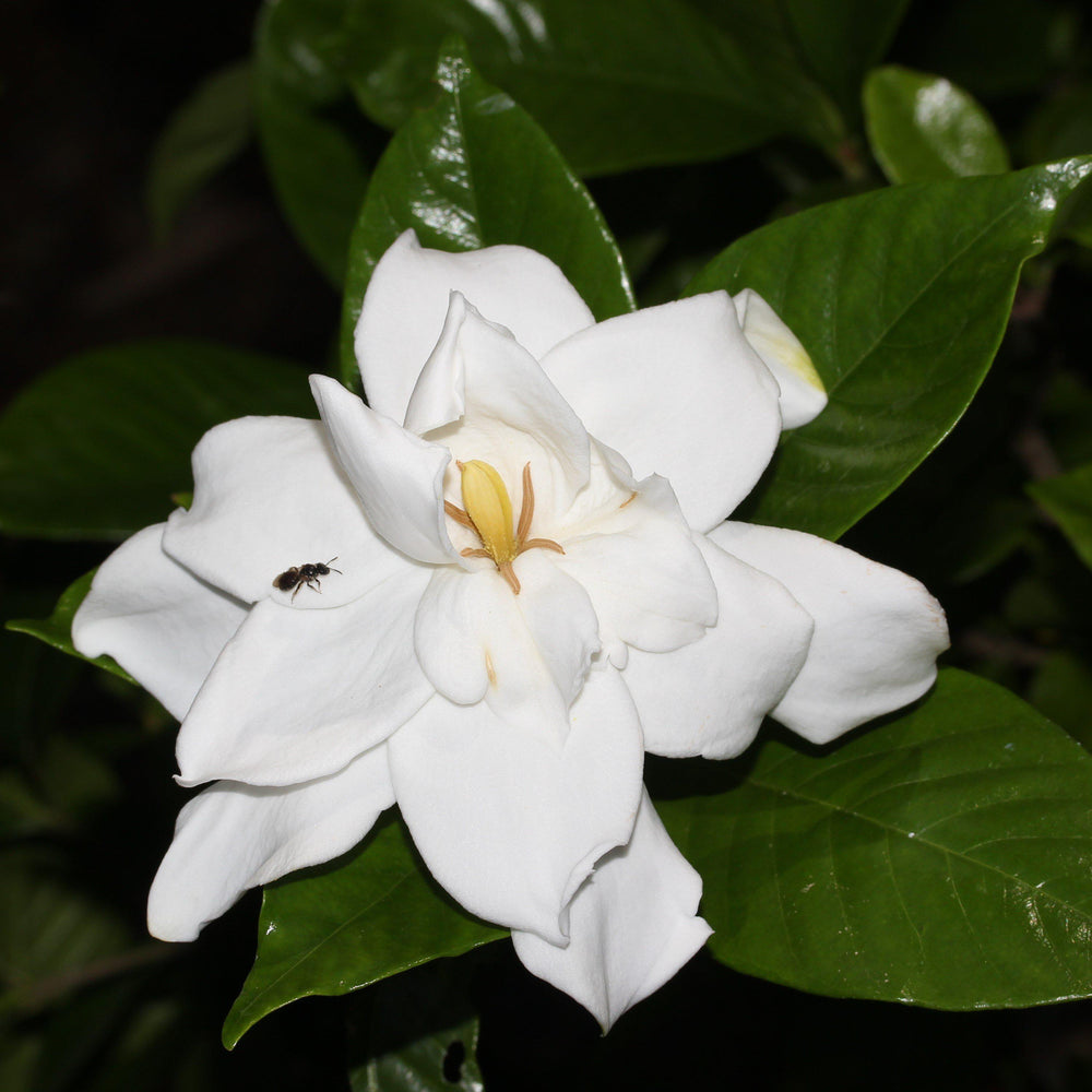 Gardenia ~ Common Gardenia, Cape Jasmine