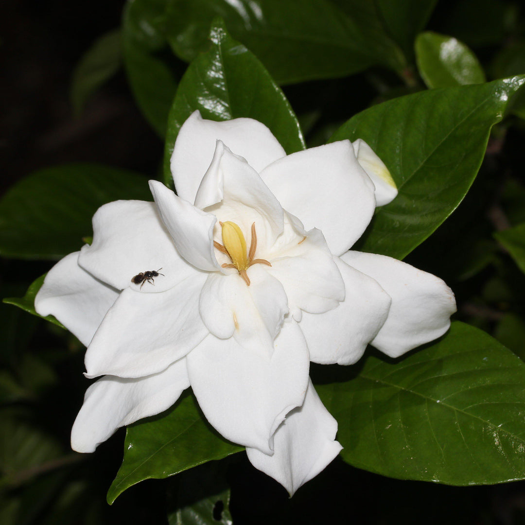 Gardenia ~ Common Gardenia, Cape Jasmine