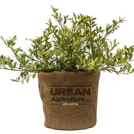 Gardenia ~ Common Gardenia, Cape Jasmine