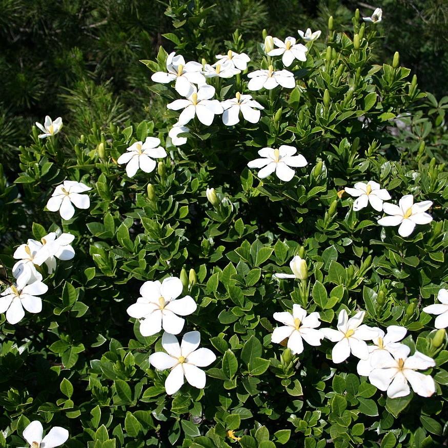 Gardenia ~ Common Gardenia, Cape Jasmine