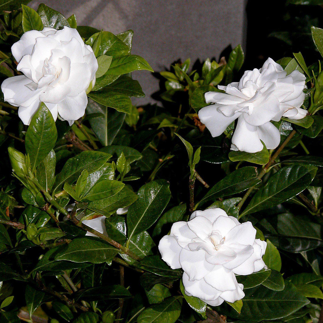Gardenia 'Crown Jewel' PP9896 ~ Crown Jewel Gardenia-ServeScape