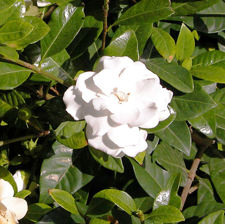 Gardenia 'Crown Jewel' PP9896 ~ Crown Jewel Gardenia-ServeScape