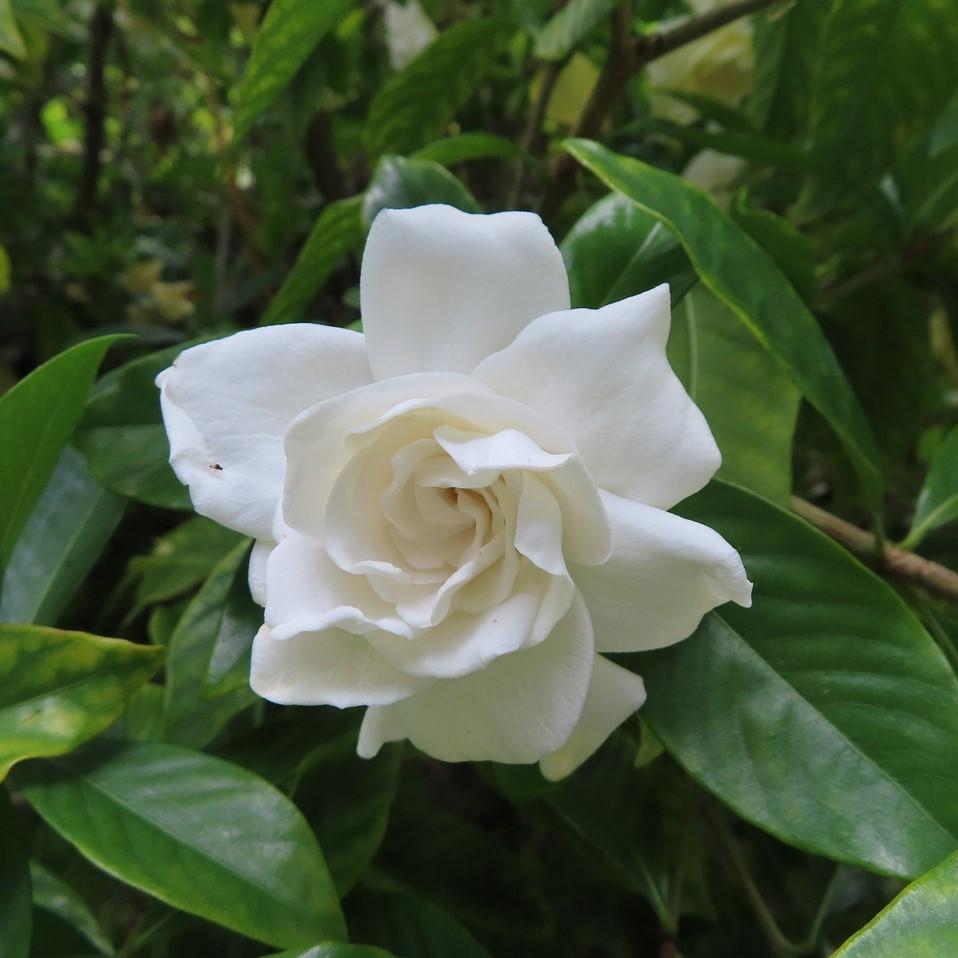 Gardenia 'Crown Jewel' PP9896 ~ Crown Jewel Gardenia-ServeScape