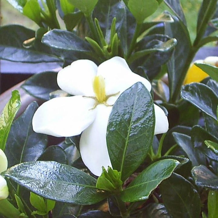 Gardenia augusta 'MADGA 1' PP19,988 ~ Heaven Scent® Gardenia-ServeScape