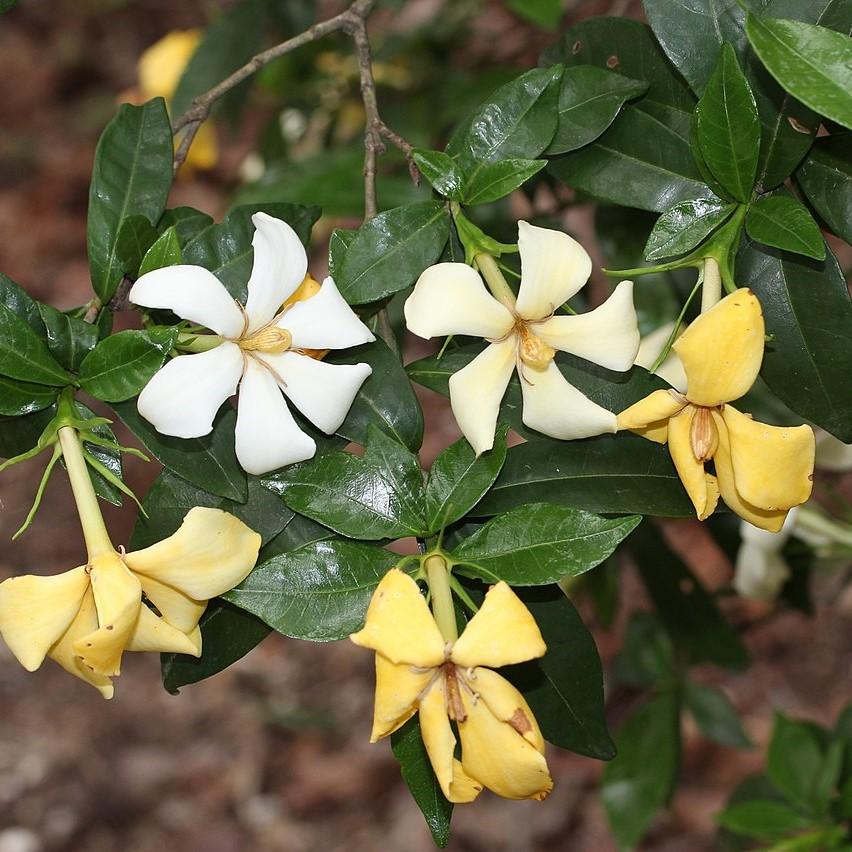 Gardenia augusta 'PIIGA-I' ~ Pinwheel® Gardenia-ServeScape