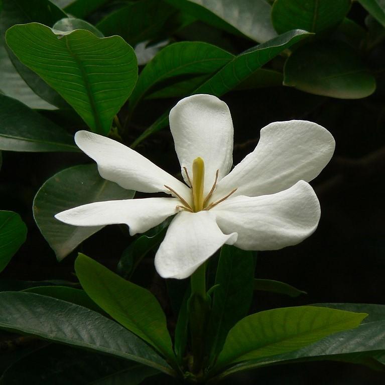 Gardenia hybrid 'Leefive' PP32516 ~ Diamond Spire™ Gardenia-ServeScape