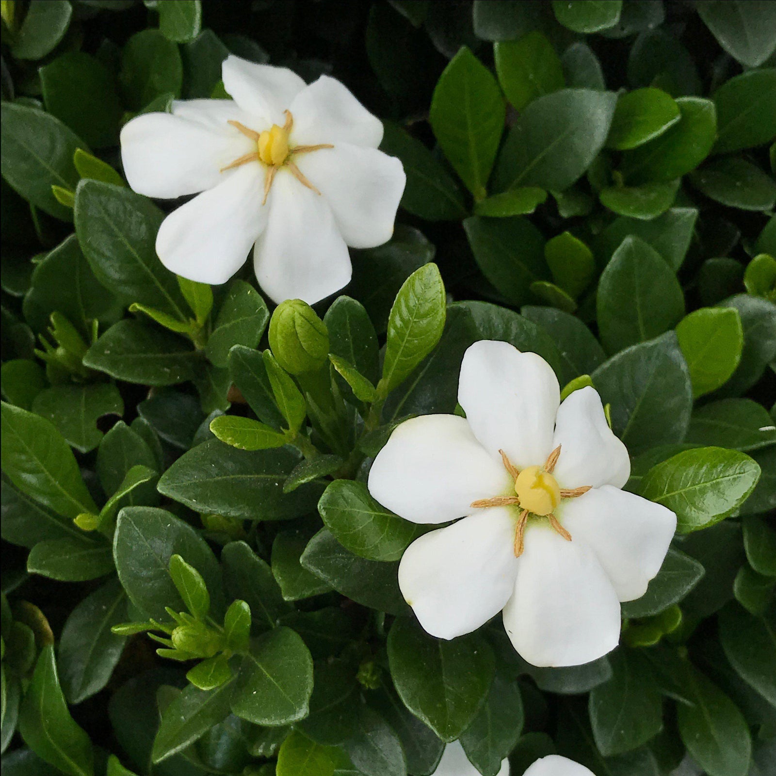Gardenia hybrid 'Leefive' PP32516 ~ Diamond Spire™ Gardenia-ServeScape