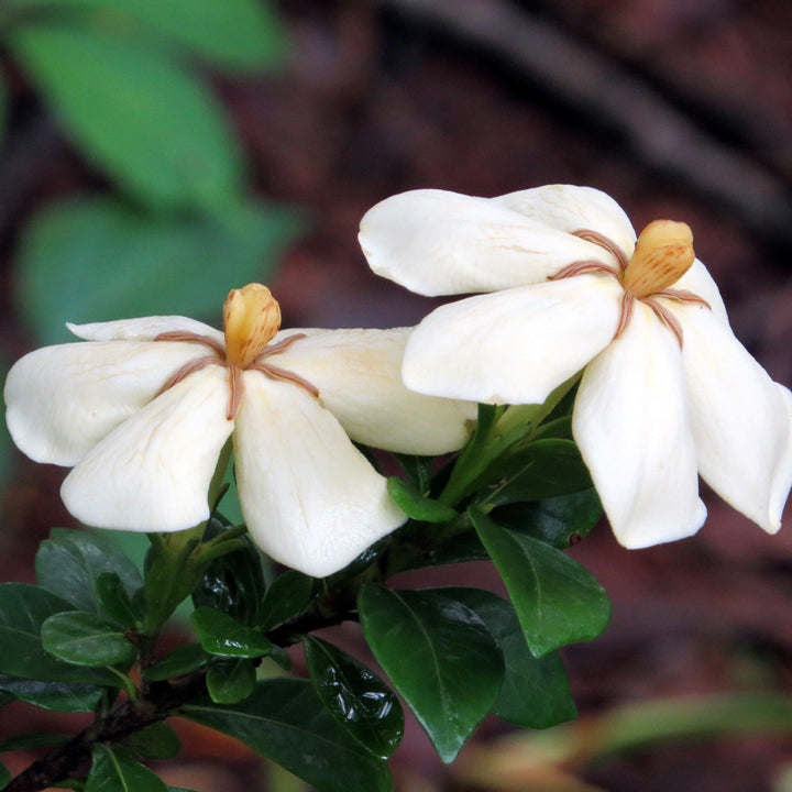 Gardenia jasminoides 'Daisy' ~ Daisy Gardenia-ServeScape