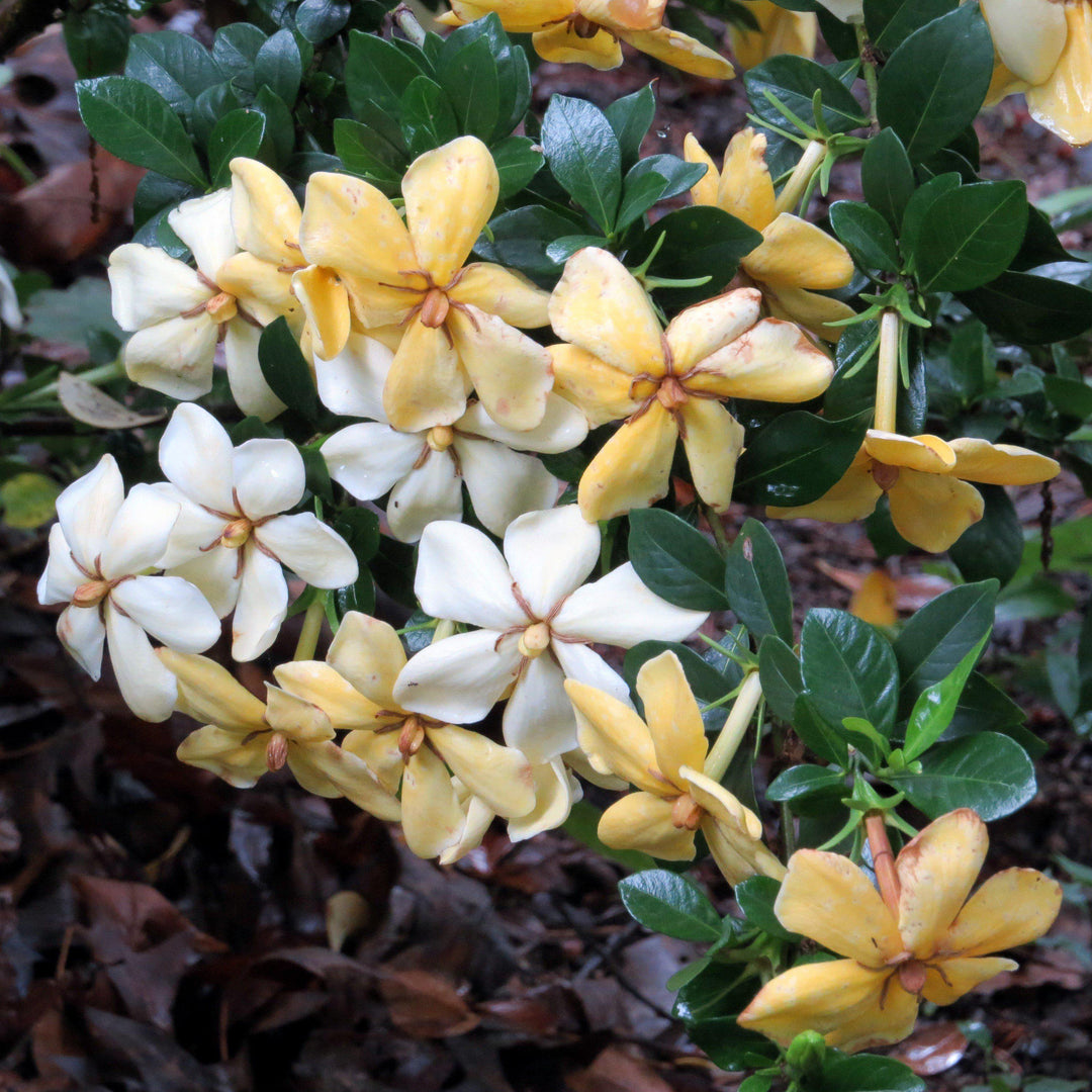 Gardenia jasminoides 'Daisy' ~ Daisy Gardenia-ServeScape