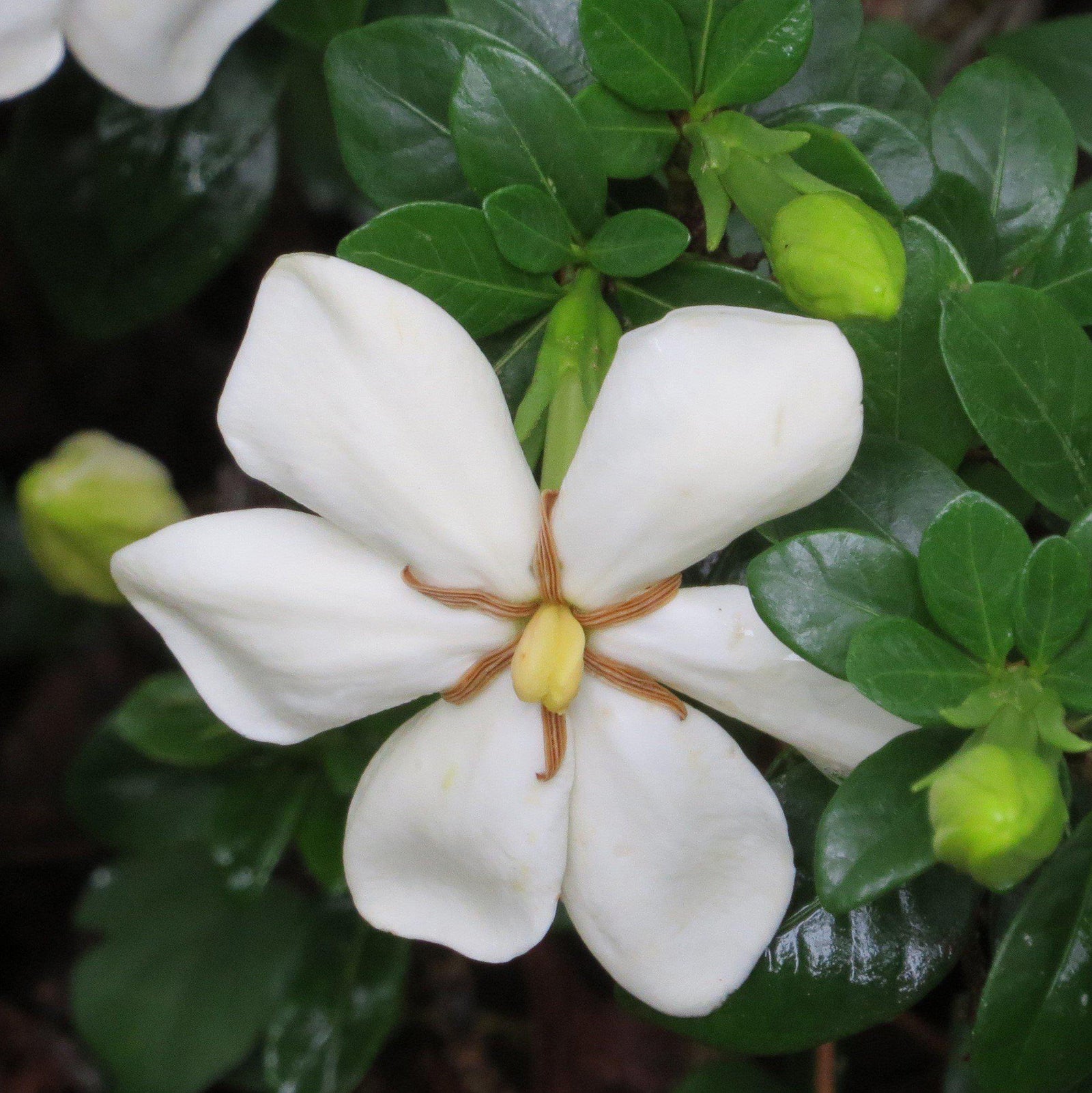 Gardenia jasminoides 'Daisy' ~ Daisy Gardenia-ServeScape