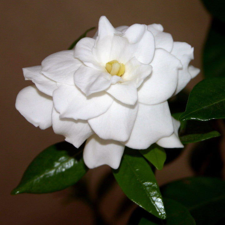 Gardenia jasminoides 'Double Mint' ~ Double Mint Gardenia-ServeScape