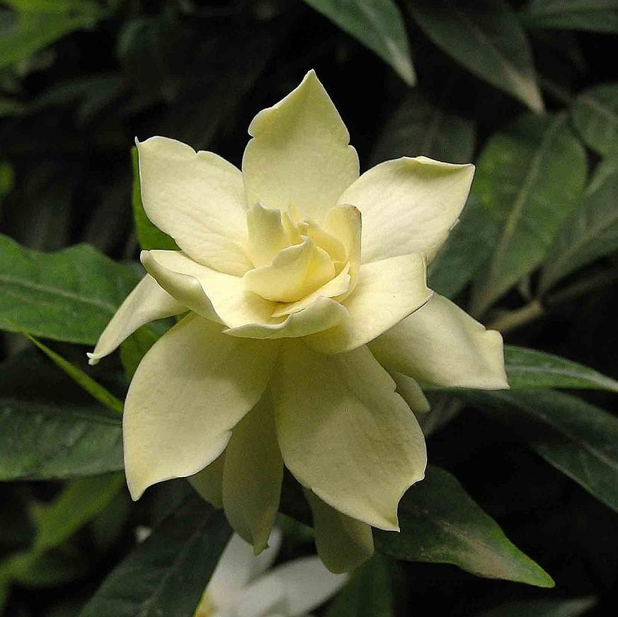 Gardenia jasminoides 'Frost Proof' ~ Frost Proof Gardenia-ServeScape
