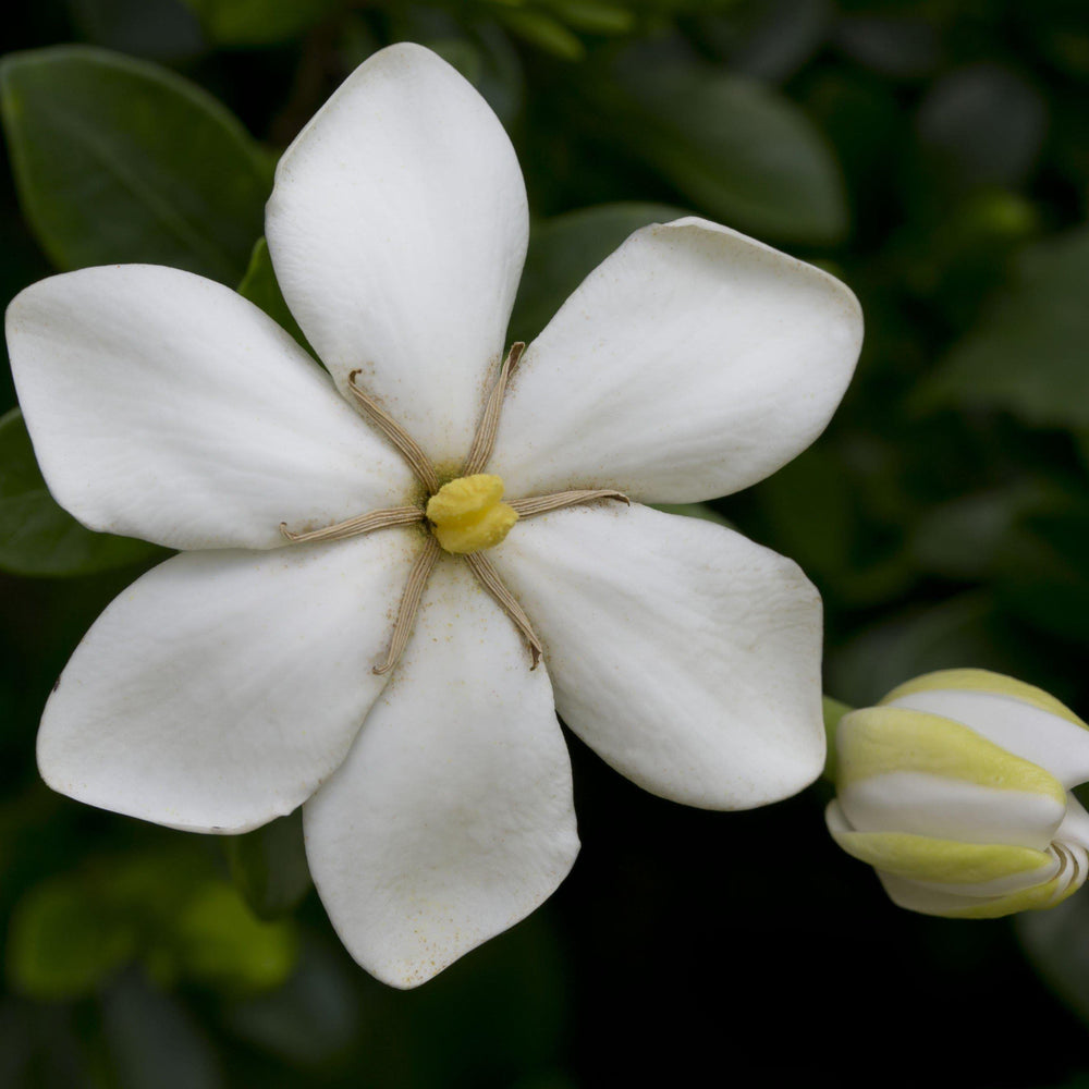 Gardenia jasminoides 'Kleim's Hardy' ~ Kleim's Hardy Gardenia-ServeScape
