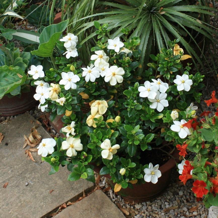 Gardenia jasminoides 'Kleim's Hardy' ~ Kleim's Hardy Gardenia-ServeScape