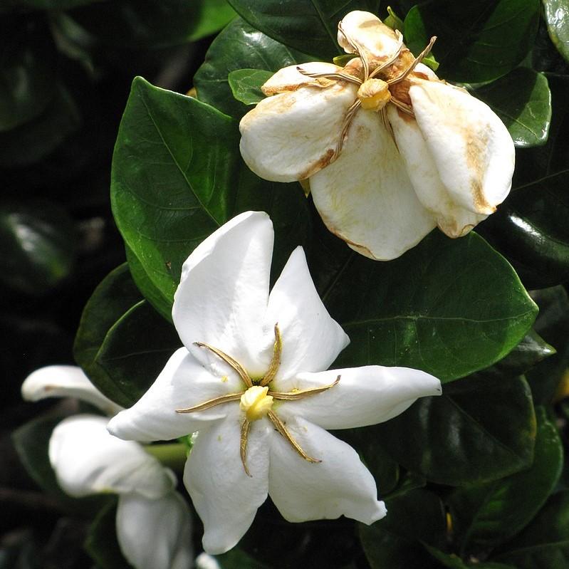 Gardenia jasminoides 'Leetwo' ~ ScentAmazing™ Gardenia-ServeScape