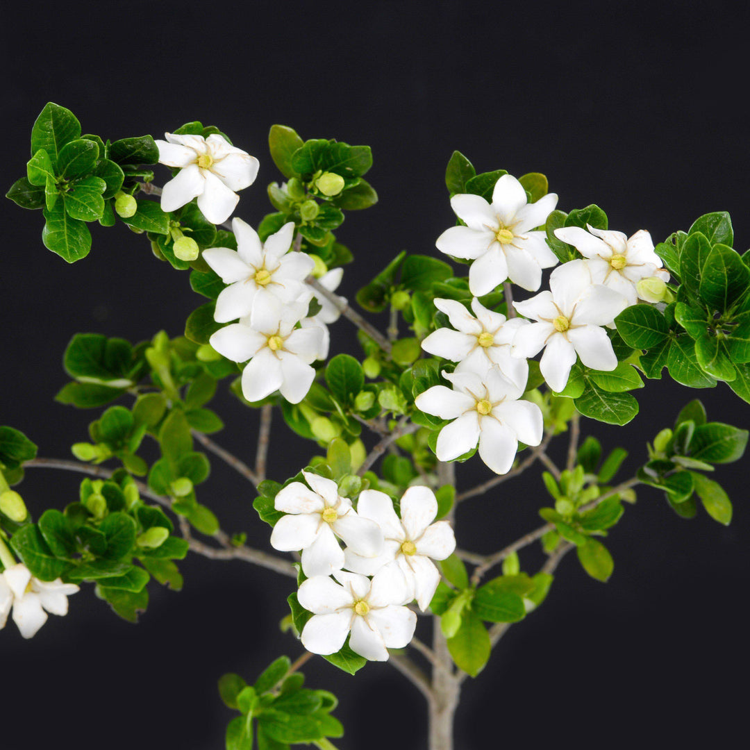 Gardenia jasminoides 'Leetwo' ~ ScentAmazing™ Gardenia-ServeScape
