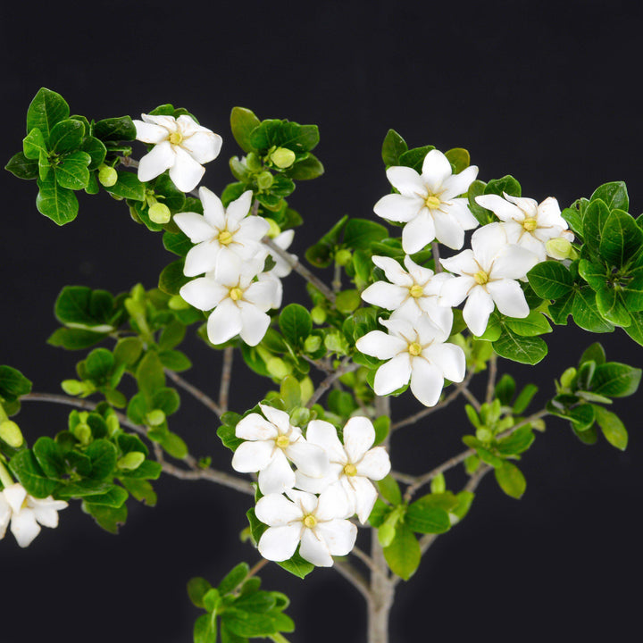 Gardenia jasminoides 'Leetwo' ~ ScentAmazing™ Gardenia-ServeScape