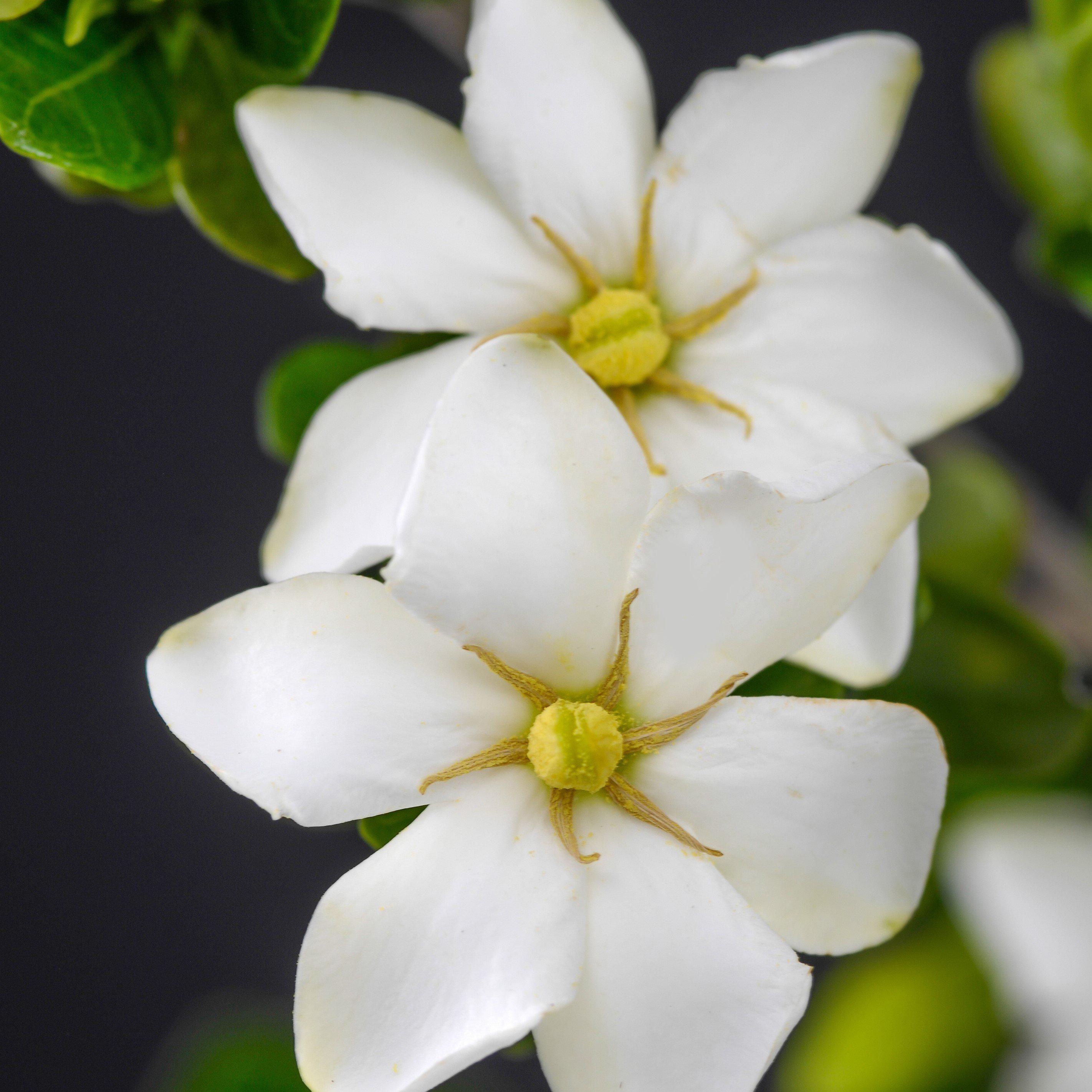 ScentAmazing™ Gardenia - Gardenia jasminoides 'Leetwo' – ServeScape