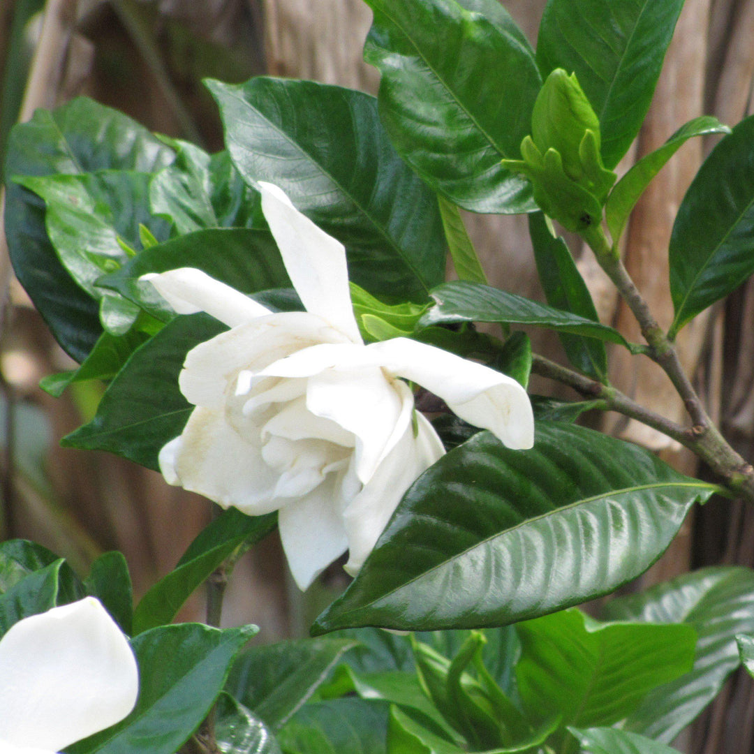 Gardenia jasminoides 'Mystery' ~ Mystery Gardenia-ServeScape