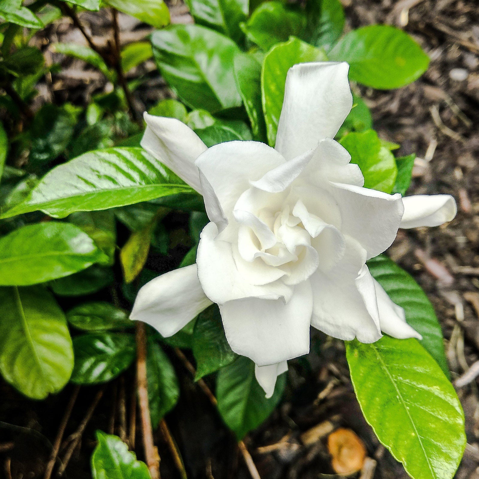 Gardenia jasminoides 'Mystery' ~ Mystery Gardenia-ServeScape