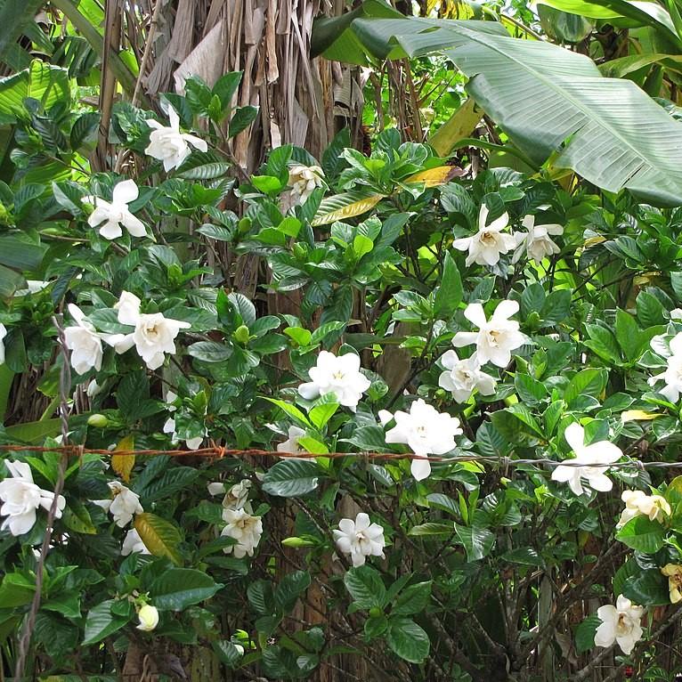 Gardenia jasminoides 'PIIGA-II' ~ Sweet Tea™ Gardenia-ServeScape