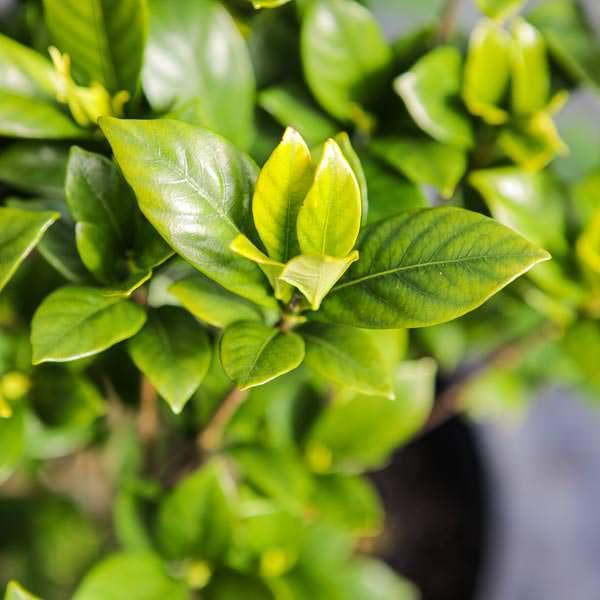 Gardenia Sweet Tea ™ - Delivered By ServeScape