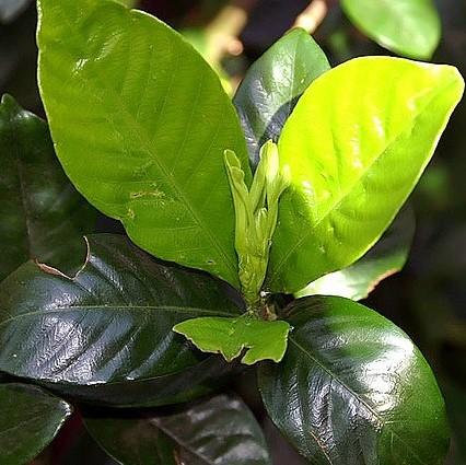 Gardenia jasminoides 'Radicans' ~ Miniature Gardenia-ServeScape