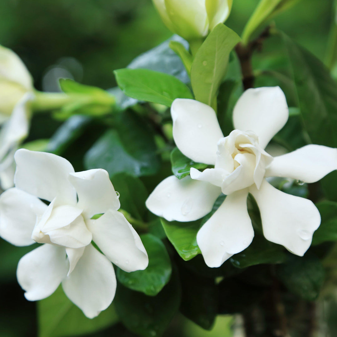 Gardenia jasminoides 'Radicans' ~ Miniature Gardenia - Delivered By ServeScape