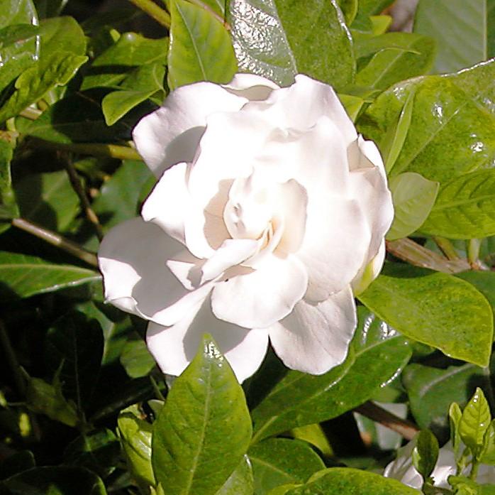 Gardenia jasminoides 'Swan Queen' ~ Swan Queen Gardenia-ServeScape