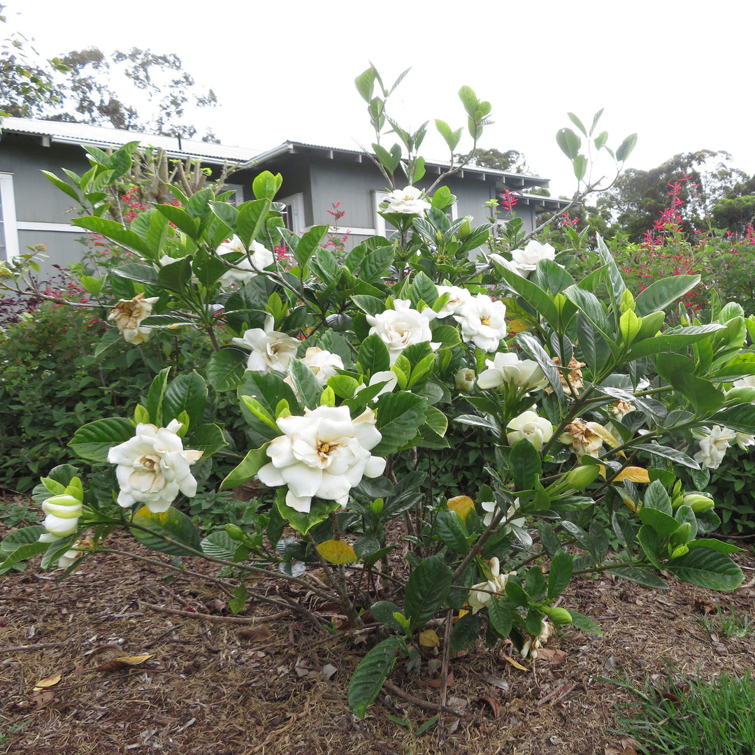 Gardenia jasminoides 'Swan Queen' ~ Swan Queen Gardenia-ServeScape