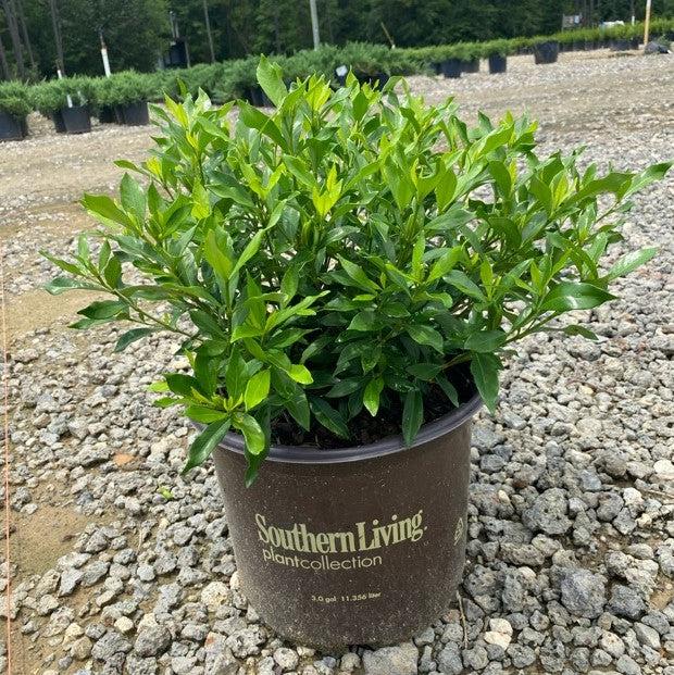 Gardenia jasminoides 'Leesix' PP32472 ~ Fool Proof™ Gardenia-ServeScape