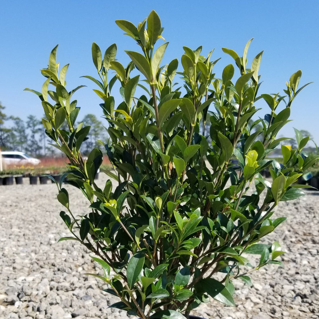 Gardenia jasminoides 'Leeone' ~ Jubilation™ Gardenia-ServeScape
