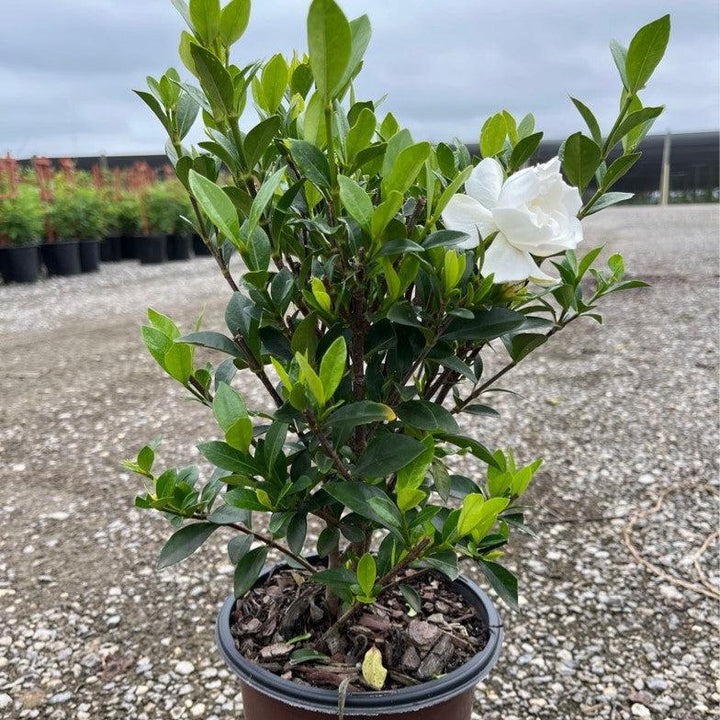 Gardenia jasminoides 'Leeone' ~ Jubilation™ Gardenia-ServeScape