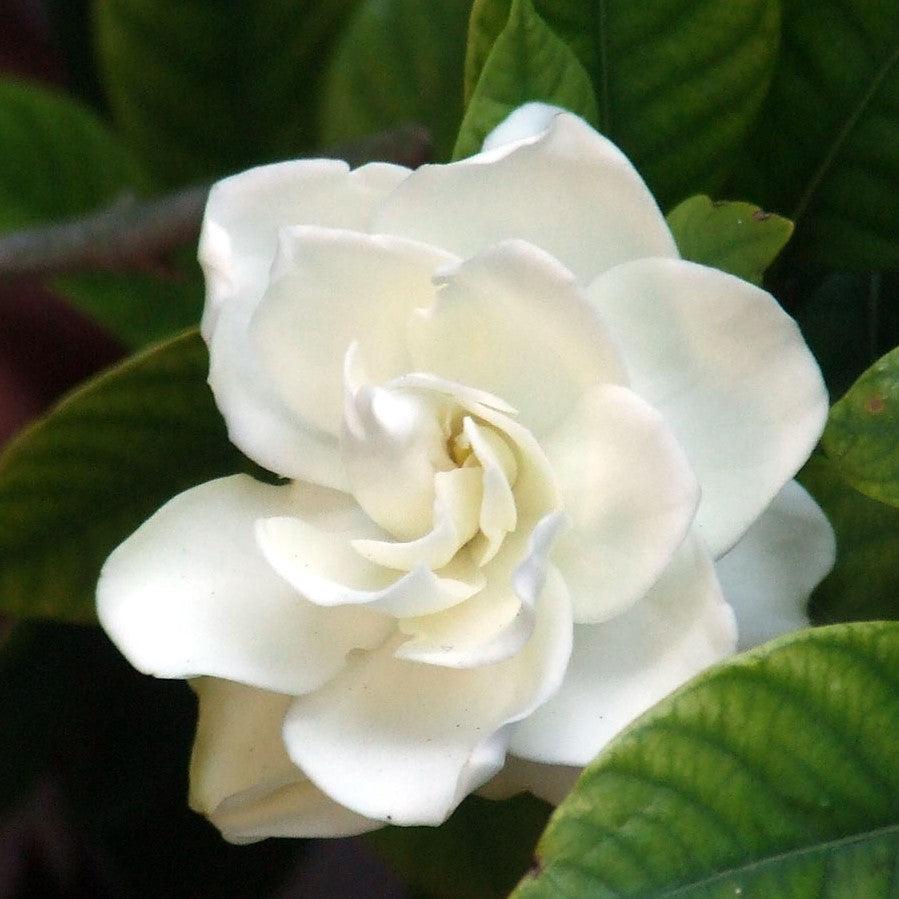 Gardenia jasminoides 'Aimee' ~ First Love® Gardenia-ServeScape