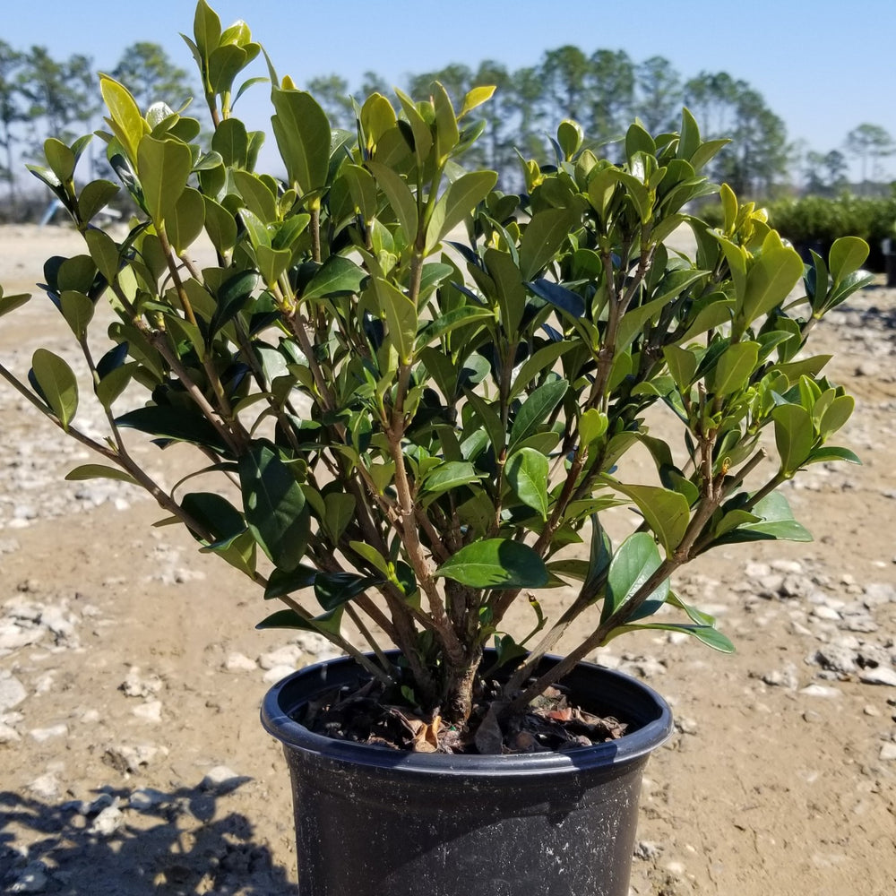 Rhododendron ‘Hardy Gardenia ~ 'Hardy Gardenia' Azalea-ServeScape