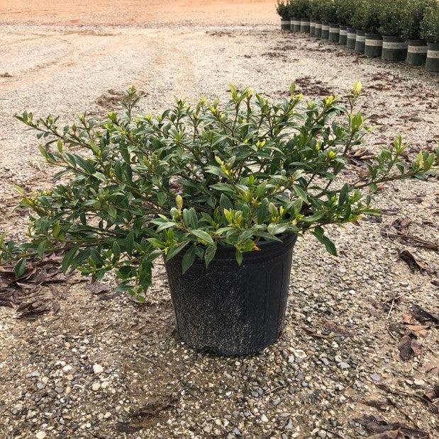 Gardenia jasminoides 'Radicans' ~ Miniature Gardenia-ServeScape