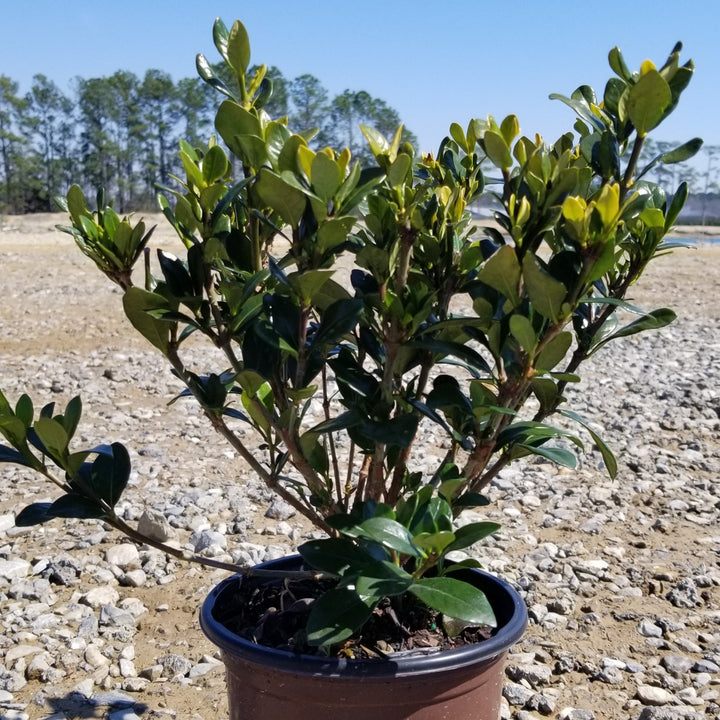 Gardenia jasminoides 'Leetwo' ~ ScentAmazing™ Gardenia-ServeScape