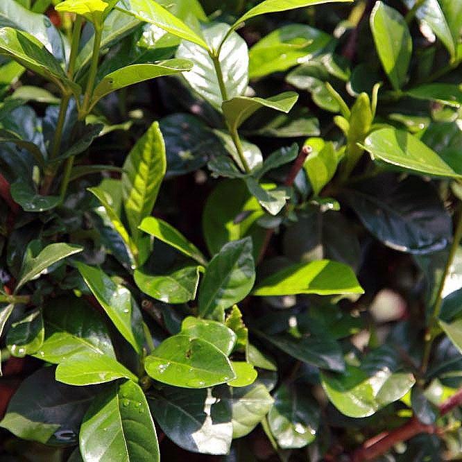 Gardenia jasminoides 'Aimee' ~ First Love® Gardenia-ServeScape