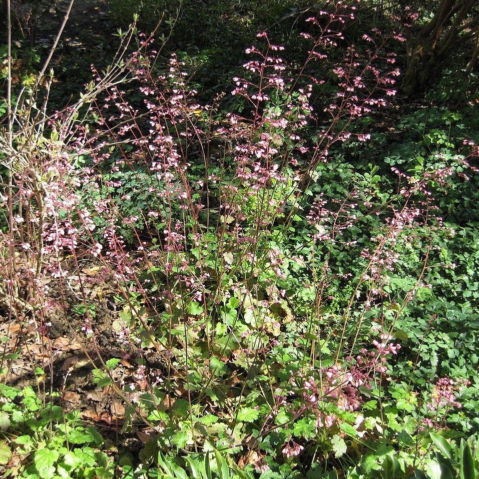 Heuchera 'Bressingham Hybrids' ~ Bressingham Hybrids Coral Bells-ServeScape