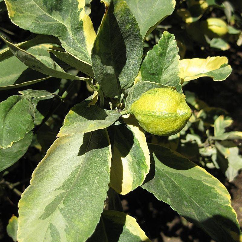 Citrus limon 'Varaigata' ~ Variegated Lemon-ServeScape