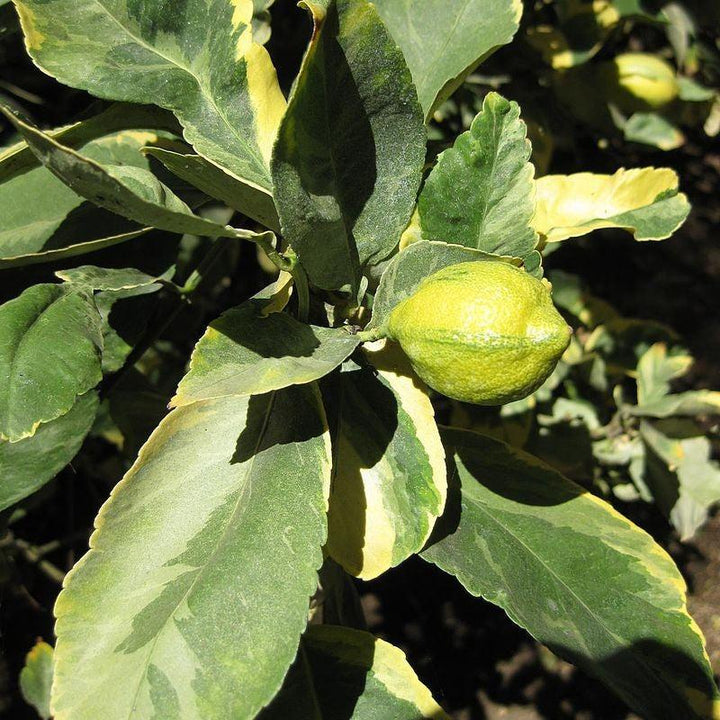 Citrus limon 'Varaigata' ~ Variegated Lemon-ServeScape