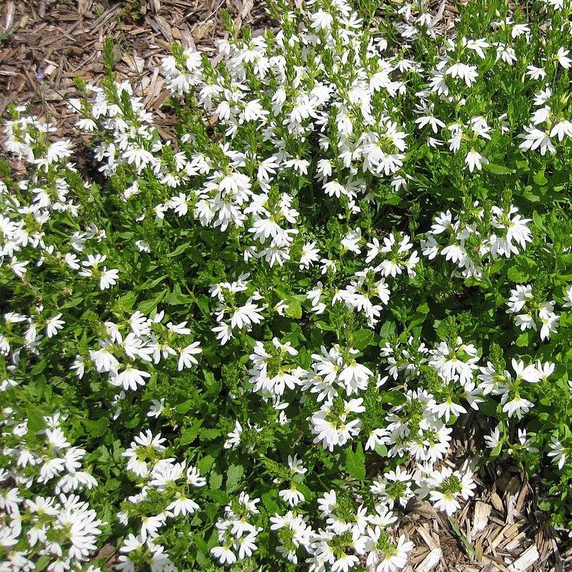 Scaevola aemula 'Scampi White' ~ Scampi® White Fan Flower-ServeScape