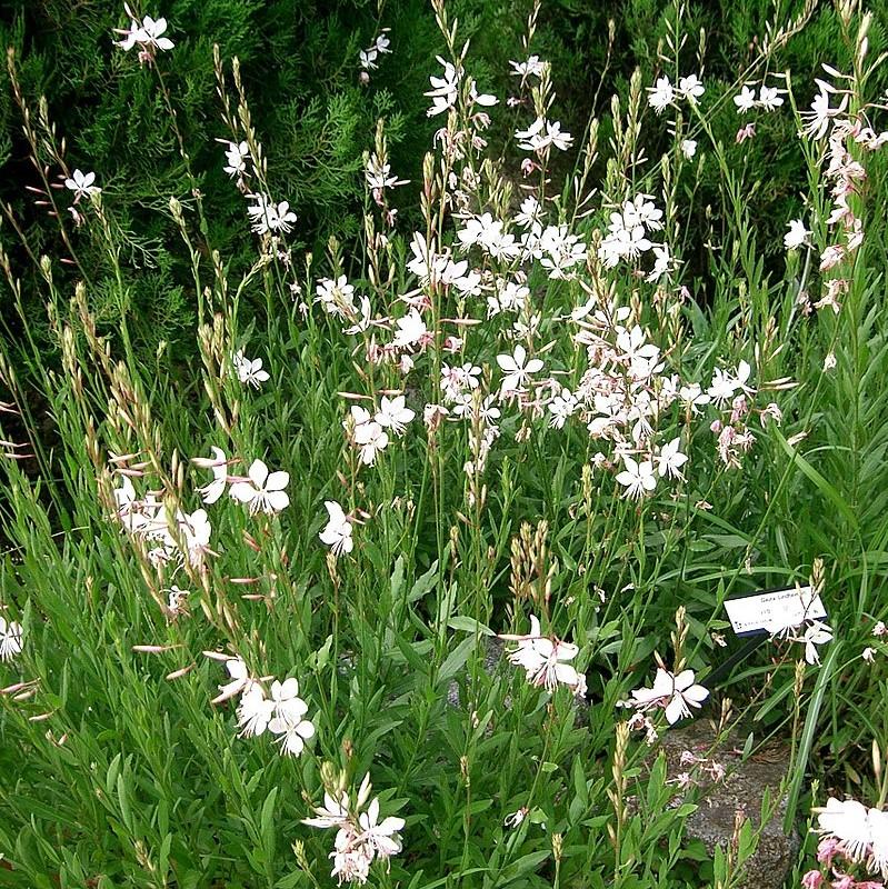 Gaura 'So White' ~ So White Gaura