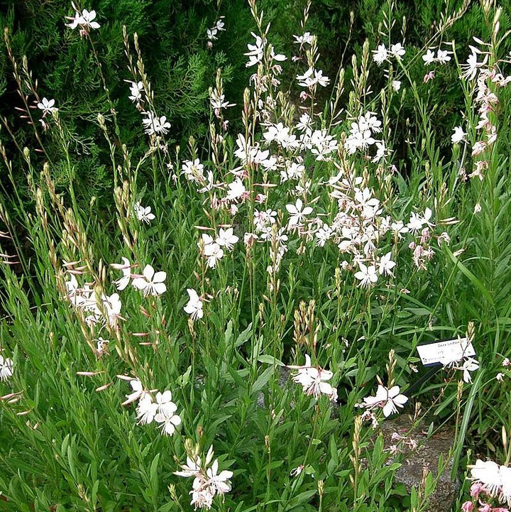 Gaura 'So White' ~ So White Gaura