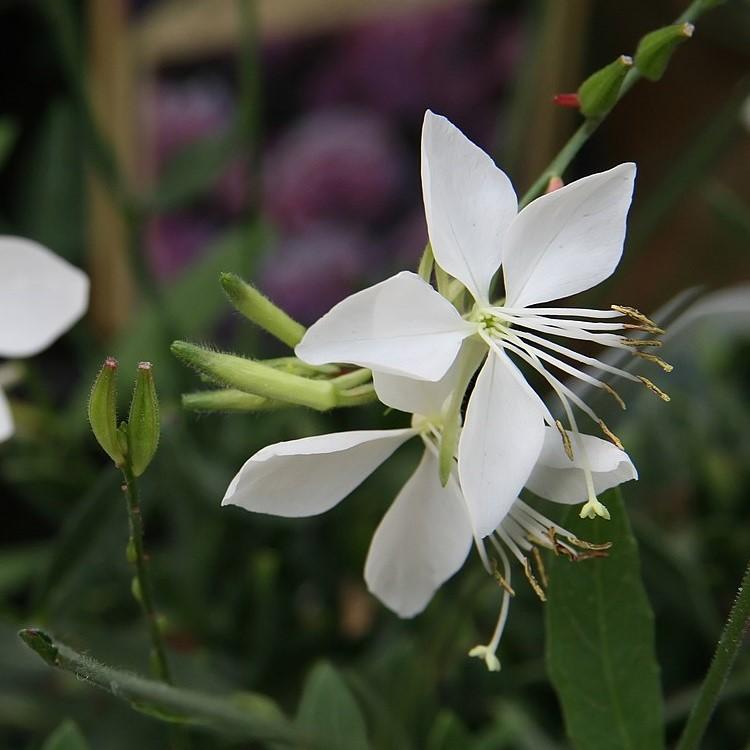 Gaura 'So White' ~ So White Gaura