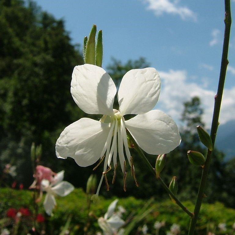 Gaura 'So White' ~ So White Gaura