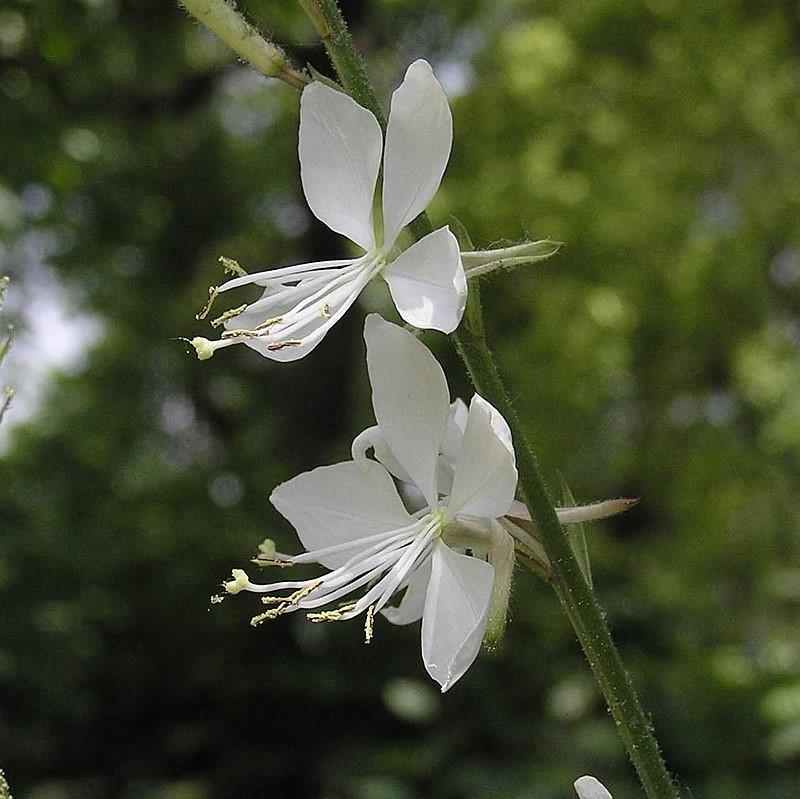 Gaura 'So White' ~ So White Gaura